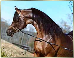 Sire, Dakharo Photo