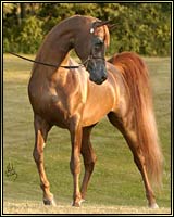 Photo of Sohlaris