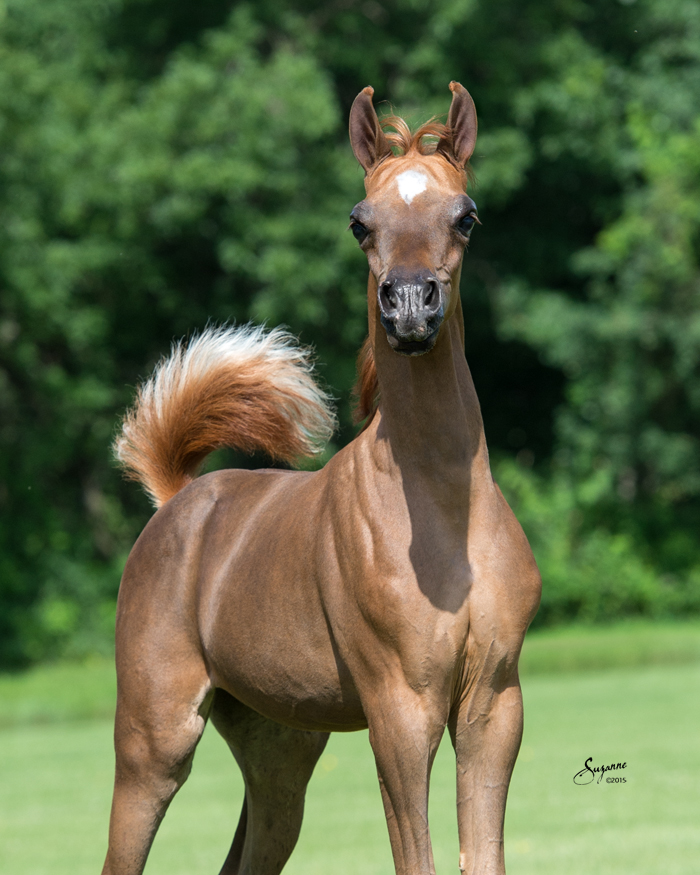 Nevaeh DHA Arabian Mare of Deer Haven Arabians Arabian Broodmares