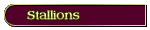 Arabian Stallions at Stud