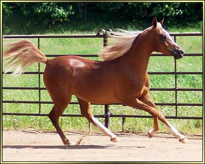 Photo of Dru Lyra